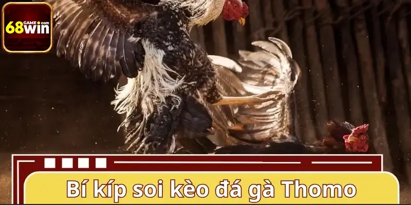 Bí kíp soi kèo đá gà Thomo trực tuyến luôn giành lợi thế Bí kíp soi kèo đá gà Thomo trực tuyến luôn giành lợi thế