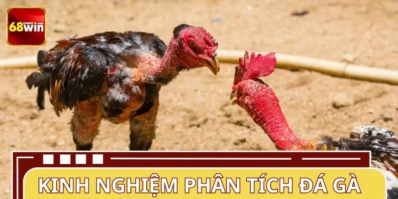Kinh nghiệm theo dõi và phân tích đá gà hiệu quả Kinh nghiệm theo dõi và phân tích đá gà hiệu quả