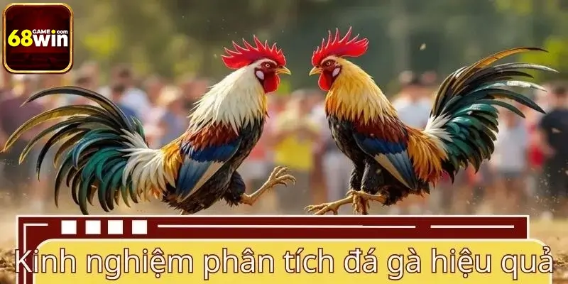 Kinh nghiệm theo dõi và phân tích đá gà hiệu quả