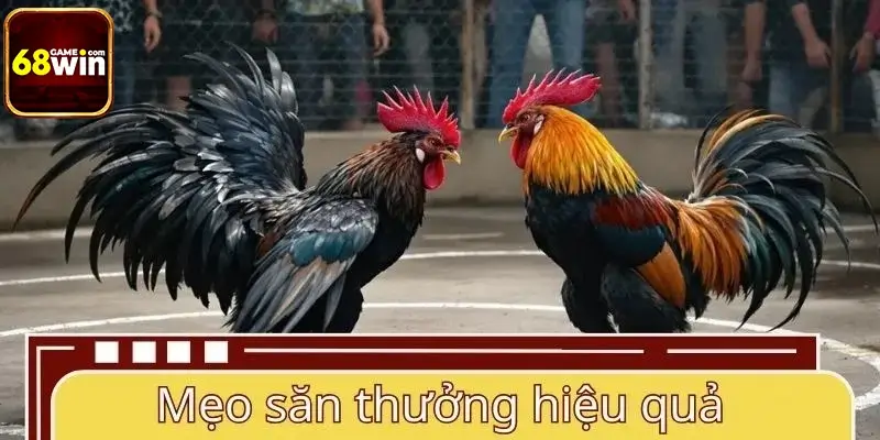 Mẹo săn thưởng hiệu quả tại sảnh AOG đá gà
