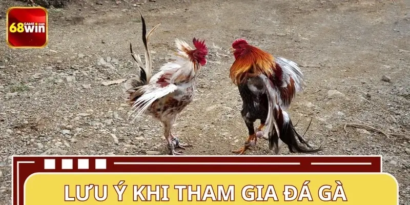 Tổng hợp những lưu tâm khi cá cược đá gà Tổng hợp những lưu tâm khi cá cược đá gà