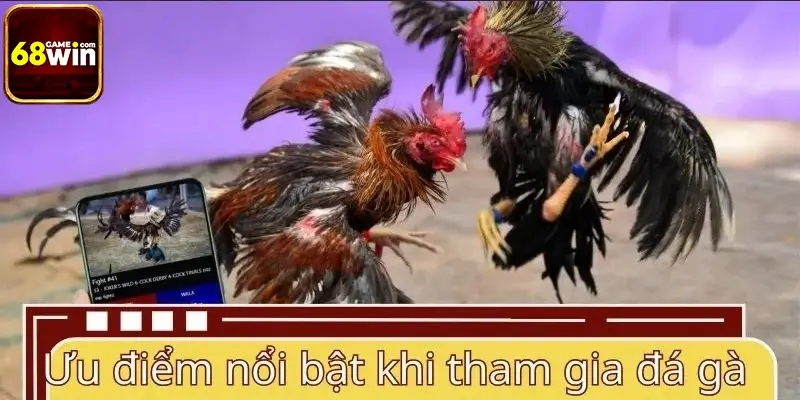 Ưu điểm nổi bật khi tham gia đá gà 68WIN